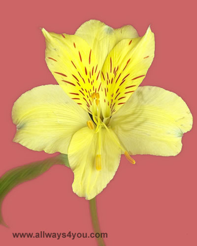 Alstroemeria-Amor Flowers, Wholesale Brooklyn Flowers,646-208-9995