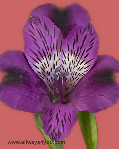 Alstroemeria-Belvedere Flowers- Wholesale florist BROOKLYN-646-208-9995
