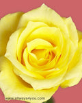 Roses Aalsmeer Gold Flowers