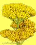 Shop - Achillea Flower,Wholesale Brooklyn, New York, NYC , Call 646-208-9995
