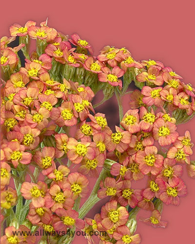 Achillea-Orange Flower,Wholesale Fresh Cut Roses Flowers,Whole sale Brooklyn, New York, nyc