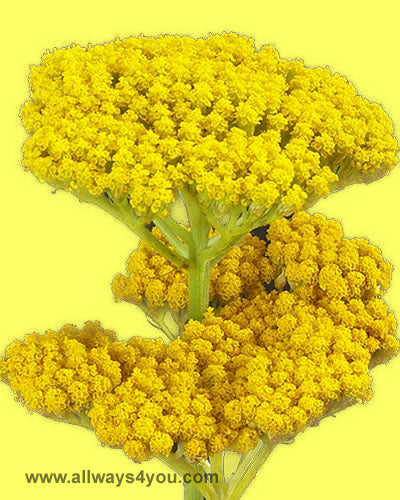 Buy -Achillea yellow,Roses Flowers,Wholesale Brooklyn, New York, nyc florist call 646-208-9995