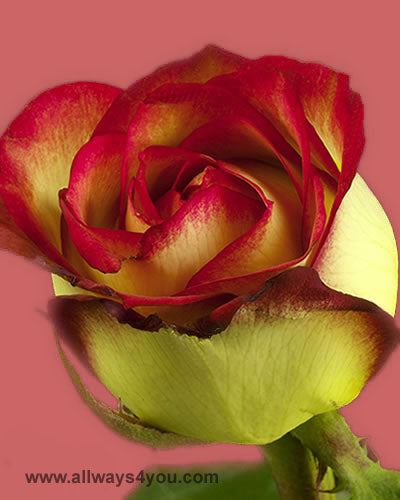 Roses Advenir Flowers