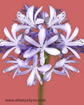 Agapanthus-Flowers- wholesale roses & flowers call 646-208-9995