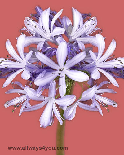 Agapanthus-Flowers- wholesale roses & flowers call 646-208-9995