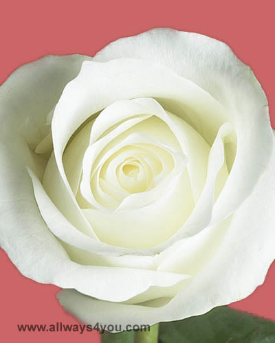 Roses Akito Flowers