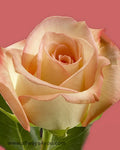 Roses Alex Flowers