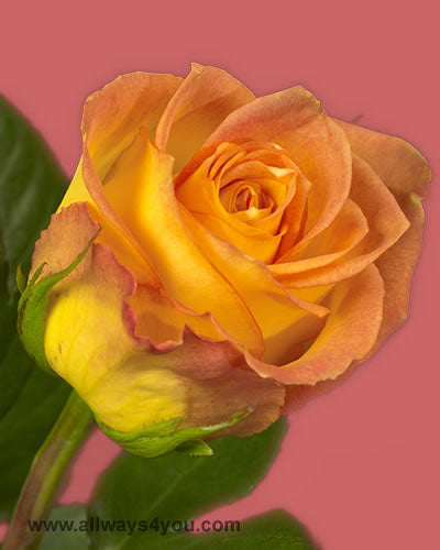 Roses Aloha Flowers