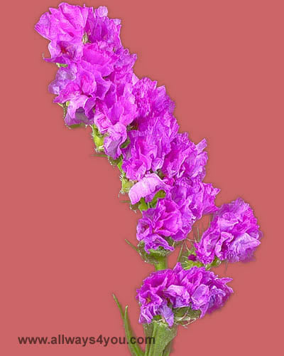 Statice Amazon Bird Flowers