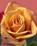Roses Amber Flowers