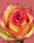Roses Ambiance Flowers