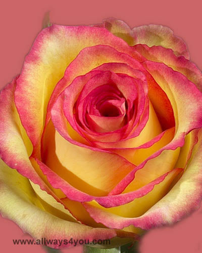 Roses Ambiance Flowers