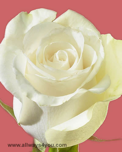 Roses Amelia Flowers