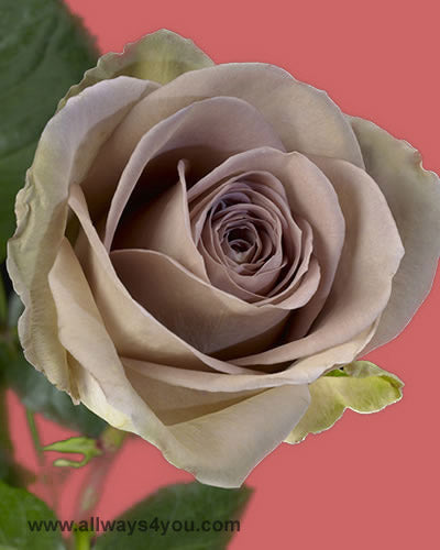Roses Amnesia Flowers