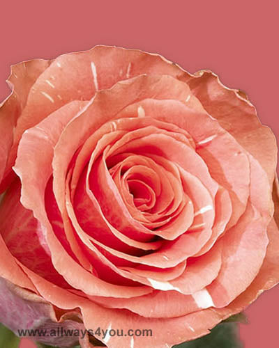 Roses Amsterdam Flowers