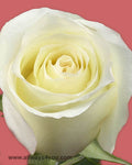 Roses Anastasia Flowers
