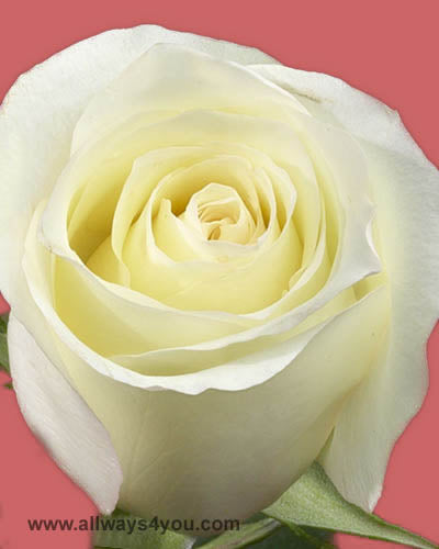 Roses Anastasia Flowers