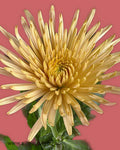 Mums Anastasia Bronze Flowers