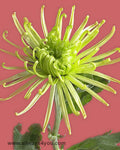 Mums Anastasia Green Flowers