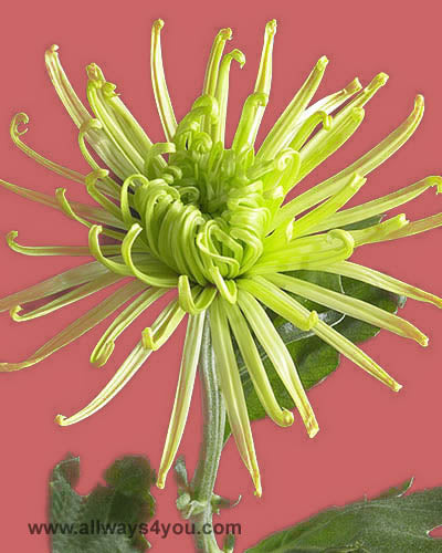 Mums Anastasia Green Flowers