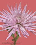 Mums Anastasia Lavender Flowers