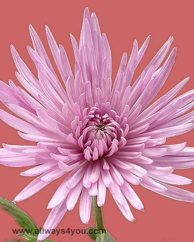 Mums Anastasia Pink Flowers