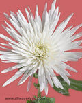 Mums ** Anastasia ** White Flowers