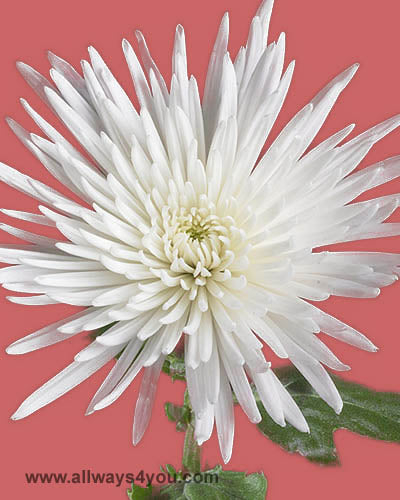 Mums ** Anastasia ** White Flowers
