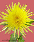 Mums  Anastasia Yellow Flowers