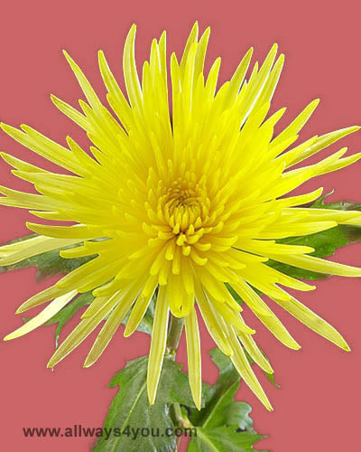 Mums  Anastasia Yellow Flowers