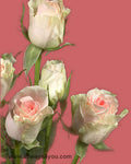 Spray Rose Antara Flowers