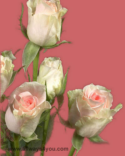 Spray Rose Antara Flowers