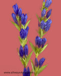 Gentiana Ashiro No Aki Flowers