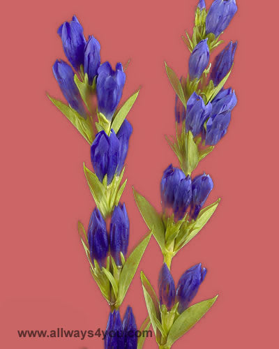 Gentiana Ashiro No Aki Flowers