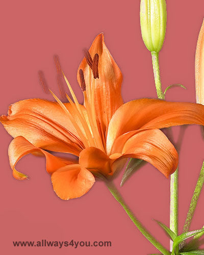 Lilies Asiatic Brunello Flowers
