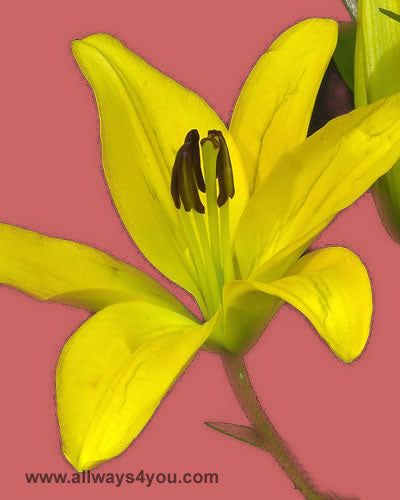 Lilies Asiatic Gironde Flowers