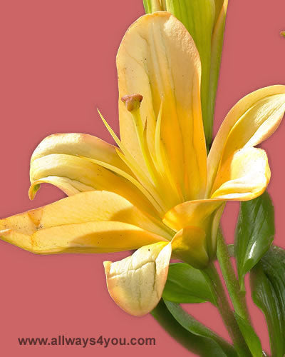 Lilies Asiatic Menorca Flowers