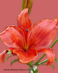 Lilies Asiatic Montenegro Flowers
