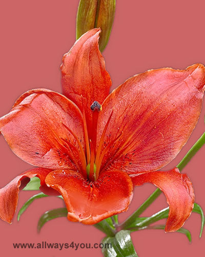 Lilies Asiatic Montenegro Flowers