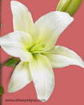 Lilies Asiatic Navona Flowers