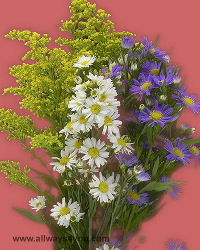 Aster-Assorted Flowers