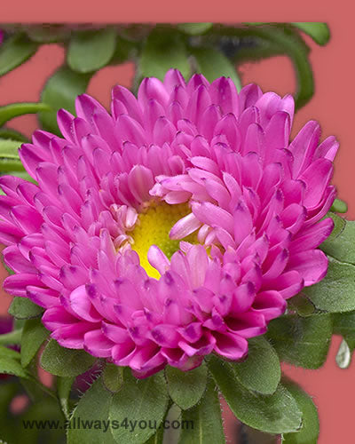 Aster-Matsumoto-Hot-Pink Flowers