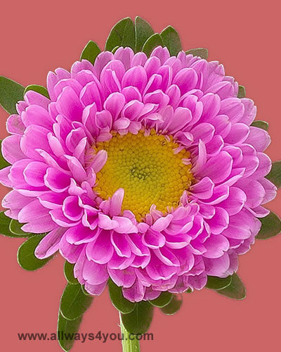 Aster-Matsumoto-Pink Flowers