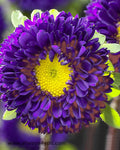 Aster-Matsumoto-Purple Flowers