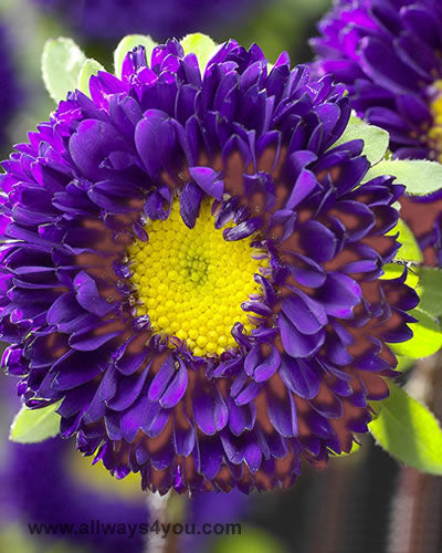 Aster-Matsumoto-Purple Flowers