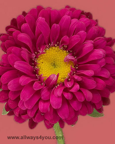 Aster-Matsumoto Red Flowers