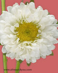 Aster-Matsumoto White Flowers