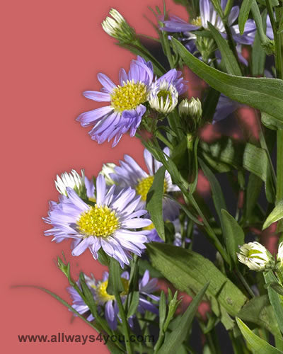 Aster-Monarch-Purple flowers