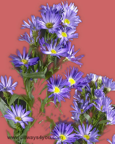 Aster-Purple Flowers