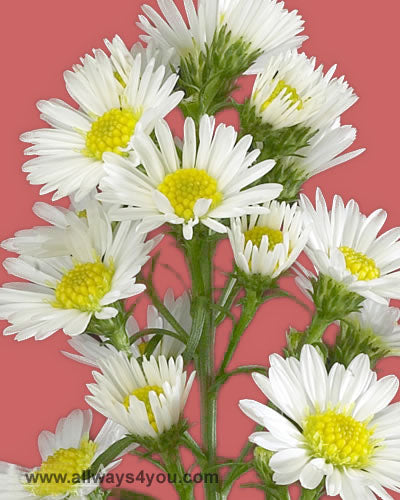 Aster-Sunspring Flowers